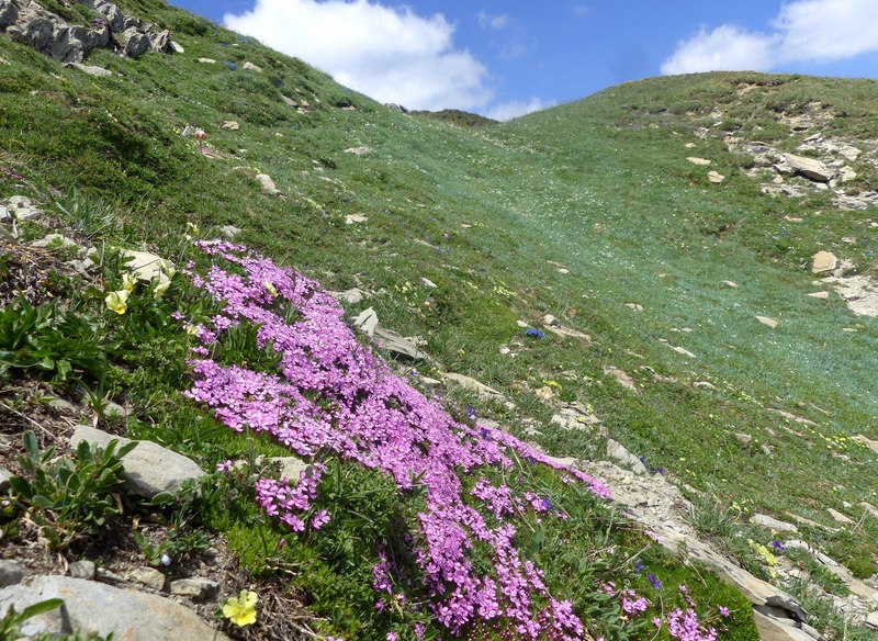 La Nigritella widderi a Pizzo di Sevo e Cima Lepri  -  luglio 2025
